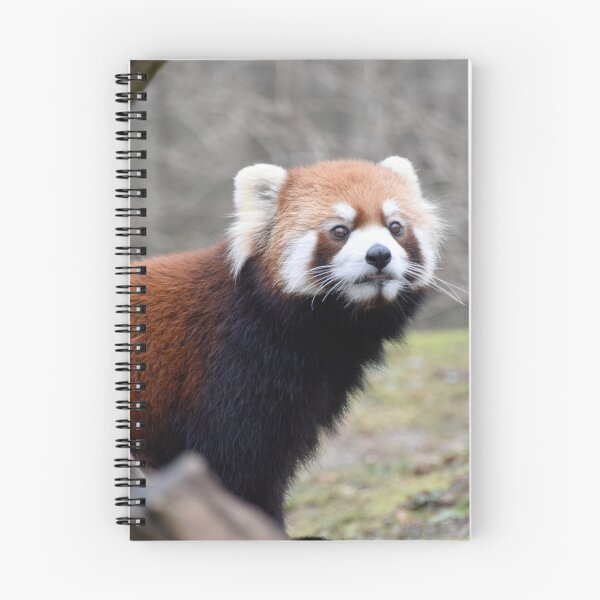 Item preview, Red Panda at the Cincinnati Zoo designed and sold by Zoo and Nature Photography by Karie.