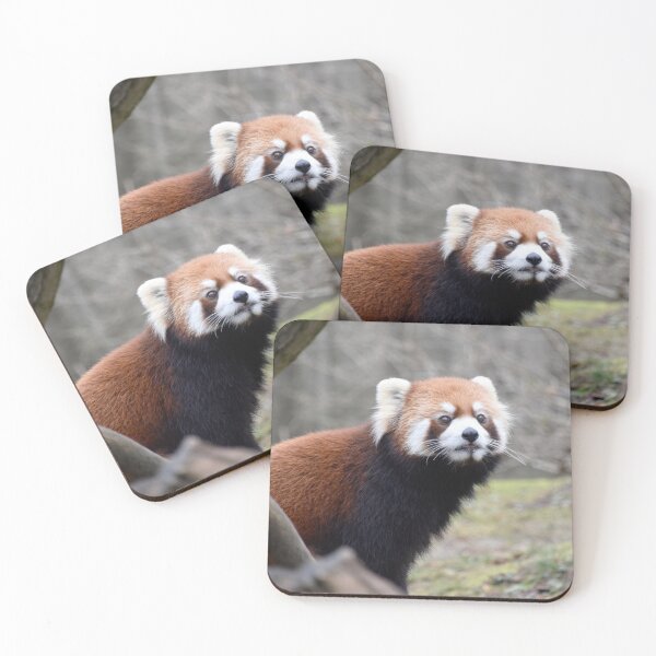 Item preview, Red Panda at the Cincinnati Zoo designed and sold by Zoo and Nature Photography by Karie.