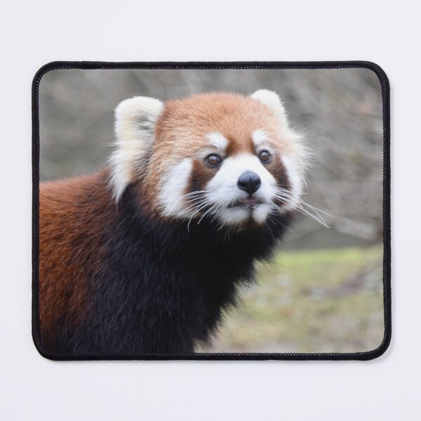 Item preview, Red Panda at the Cincinnati Zoo designed and sold by Zoo and Nature Photography by Karie.