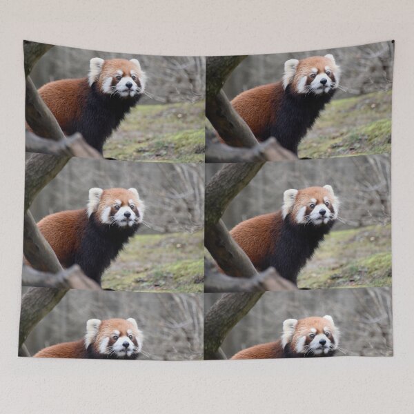 Item preview, Red Panda at the Cincinnati Zoo designed and sold by Zoo and Nature Photography by Karie.