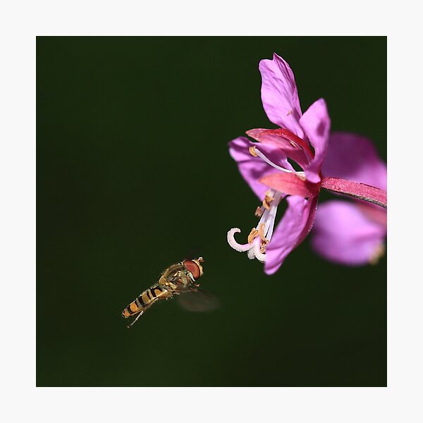 Hoverfly in flight Photographic Print