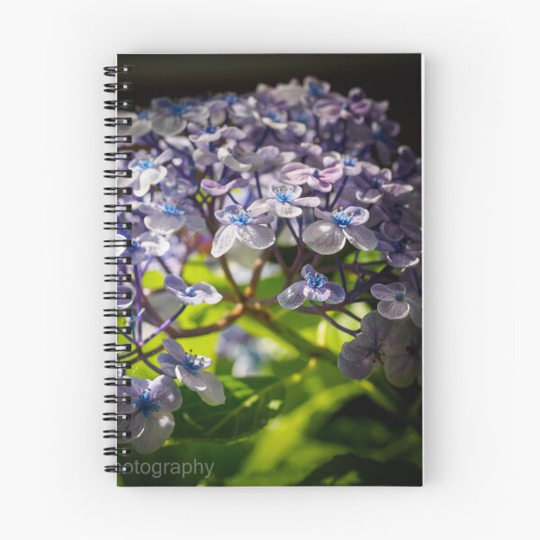 Aperçu de l'œuvre Hortensia lumineux créée et vendue par MarkFoleyPhoto.