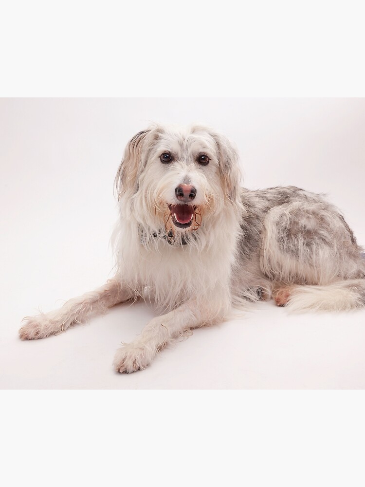 Grey and best sale white shaggy dog