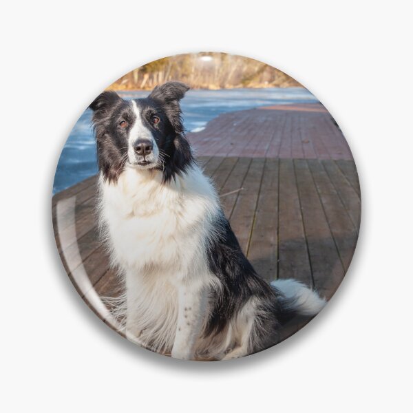 Item preview, Border Collie on a Dock designed and sold by Spring Reilly.
