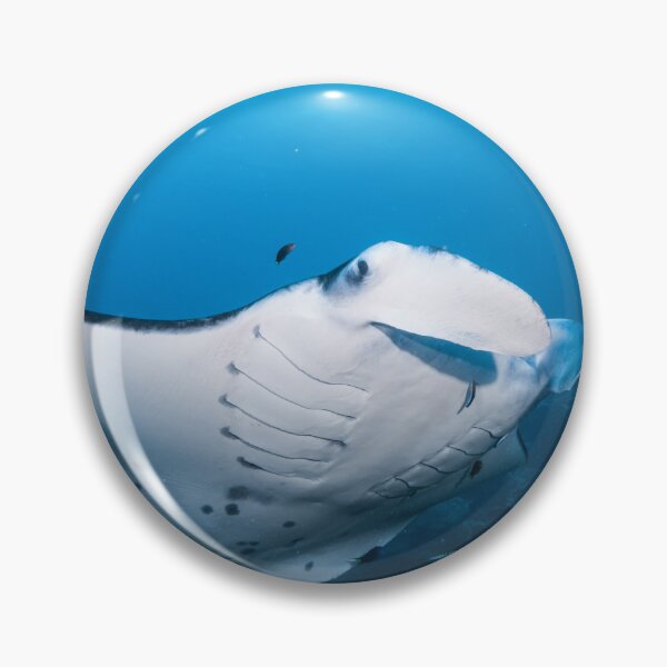 Item preview, Swimming pretty Manta ray at the coral reef designed and sold by tank200bar.
