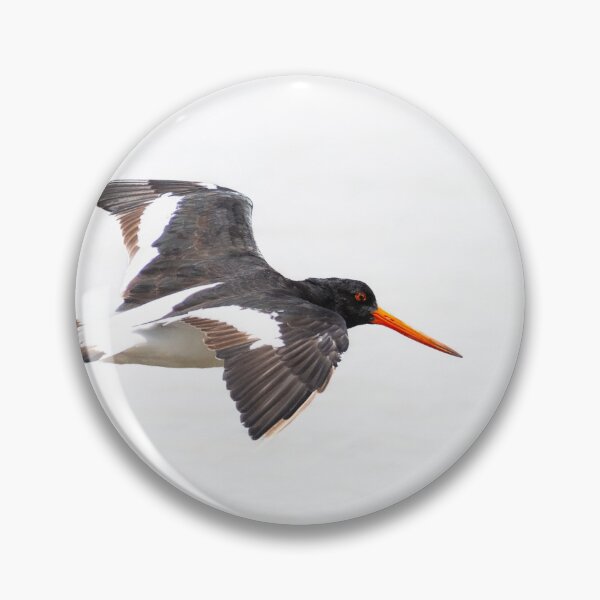 Item preview, Black and white variable oystercatcher in flight designed and sold by Brian Scantlebury.