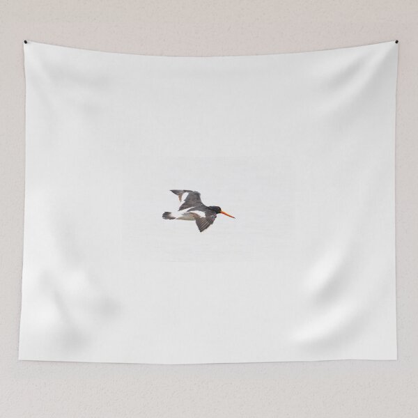 Item preview, Black and white variable oystercatcher in flight designed and sold by Brian Scantlebury.