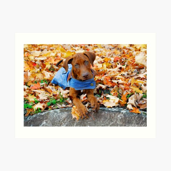 Duke in Denim. Art Print