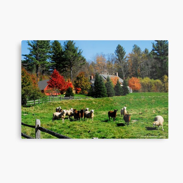 Sheep Farm in the Vermont Countryside Metal Print