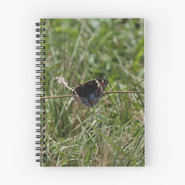 Aperçu de l'œuvre Petit papillon créée et vendue par richeriley.