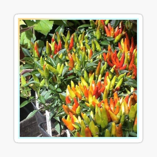Item preview, Chilli designed and sold by Saiamrita123.