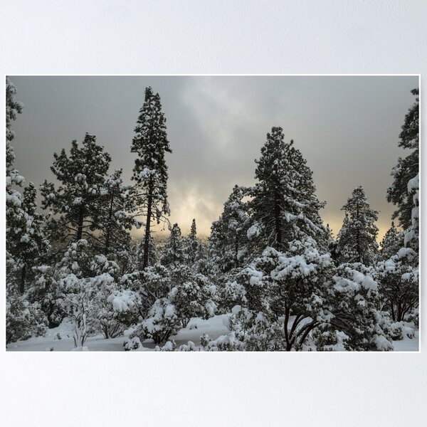 Item preview, Idyllwild Nature Center, Idyllwild, California designed and sold by Mike Kunes.
