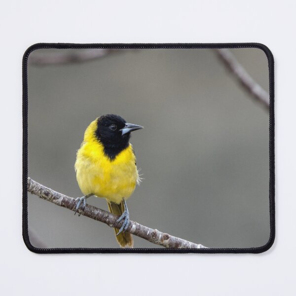 Item preview, Yellow bird on a limb designed and sold by Chris Atwell.