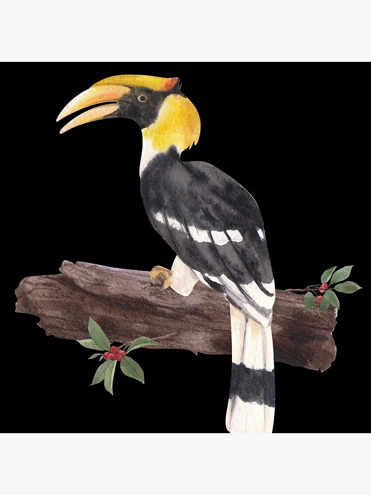 Southern Ground Hornbill Bird Yellow Billed Hornbill Graphic Nature