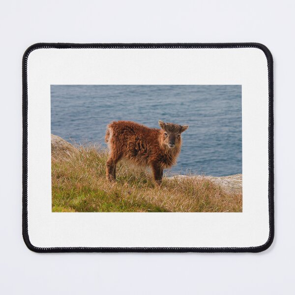 Item preview, The Soay Sheep  designed and sold by hawkie.