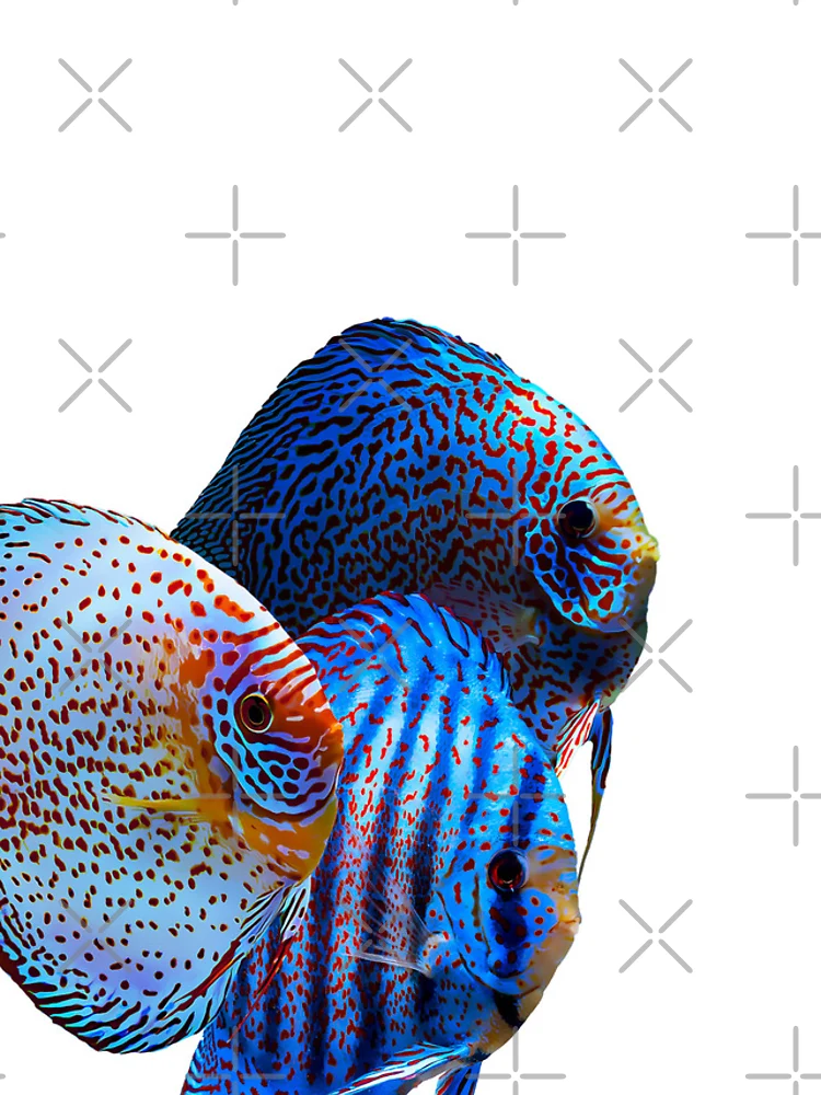 Thumbnail 5 of 5, iPhone Case, Discus Fish designed and sold by GFishy.