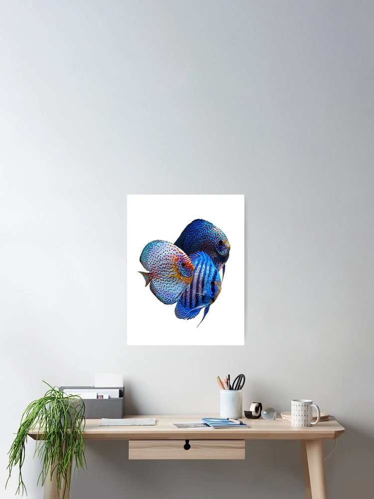 Thumbnail 2 of 3, Poster, Discus Fish designed and sold by GFishy.