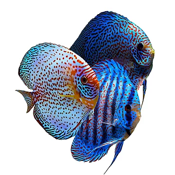 Artwork thumbnail, Discus Fish by GFishy