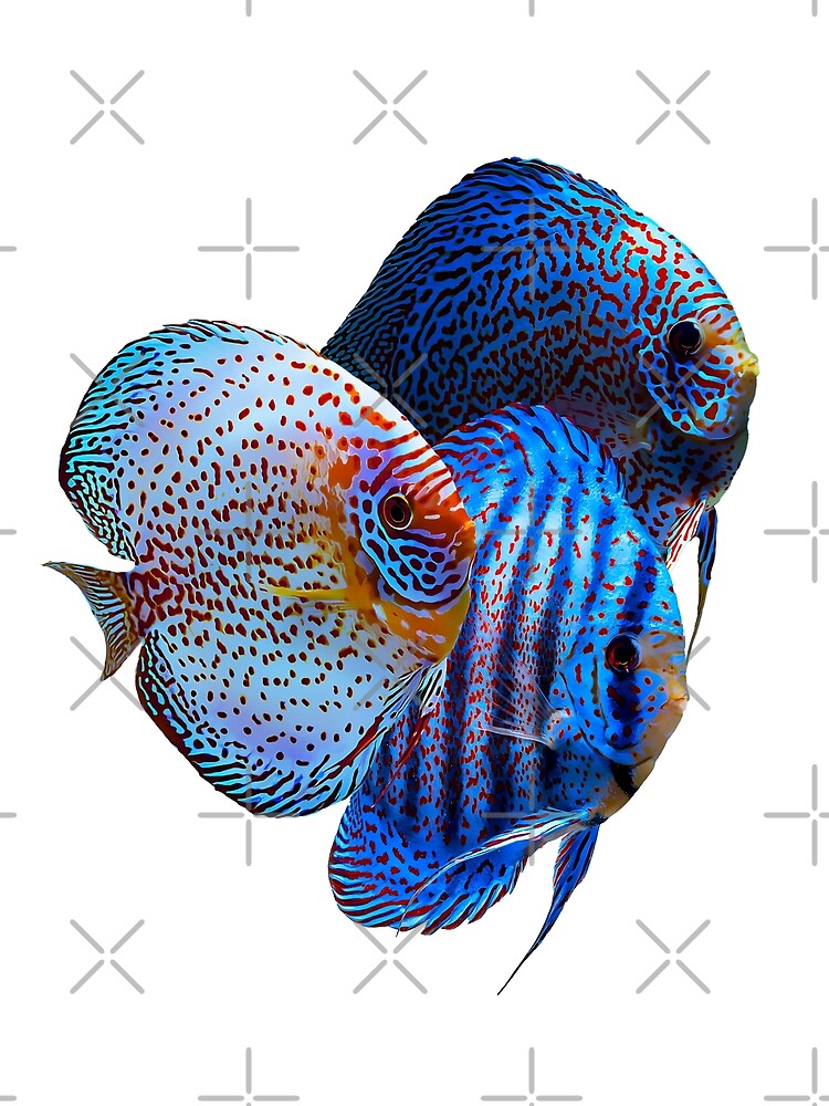 Thumbnail 3 of 3, Scarf, Discus Fish designed and sold by GFishy.