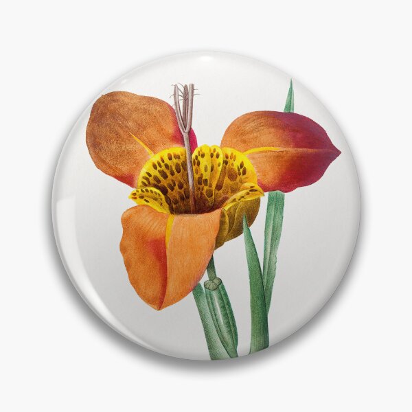 Item preview, Mexican Shell by Pierre-Joseph Redouté designed and sold by InHerits.