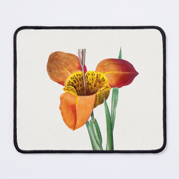 Item preview, Mexican Shell by Pierre-Joseph Redouté designed and sold by InHerits.
