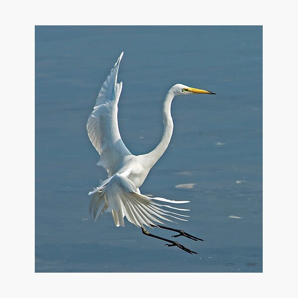 Item preview, Great Egret Coming In designed and sold by DonMc.