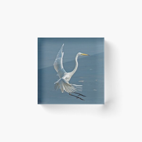 Item preview, Great Egret Coming In designed and sold by DonMc.