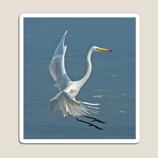 Item preview, Great Egret Coming In designed and sold by DonMc.