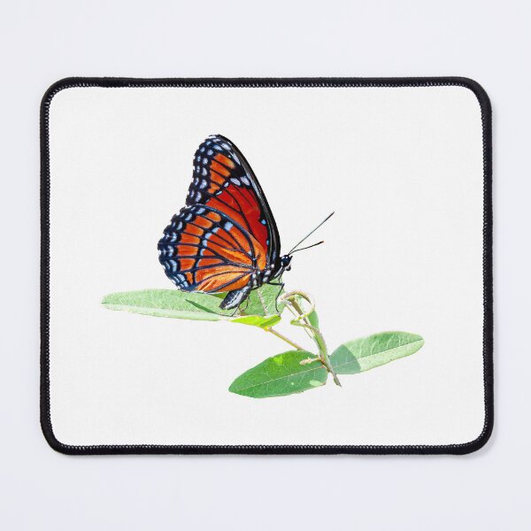 Item preview, Viceroy Butterfly designed and sold by Dalyndigital Photography.