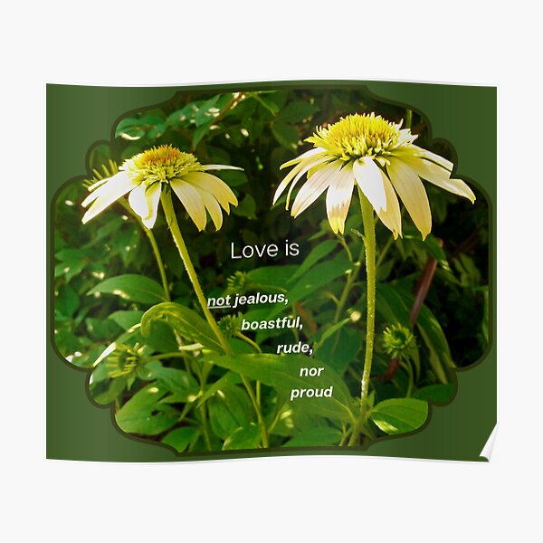 Echinacea Posters | Redbubble