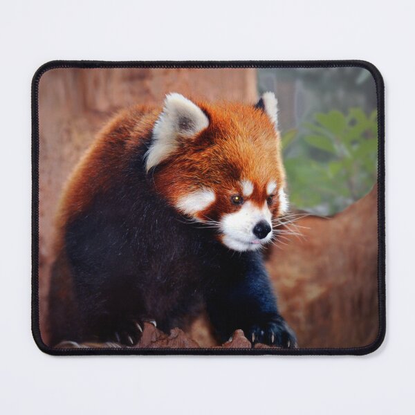 Item preview, Red Panda designed and sold by Savannah Gibbs.