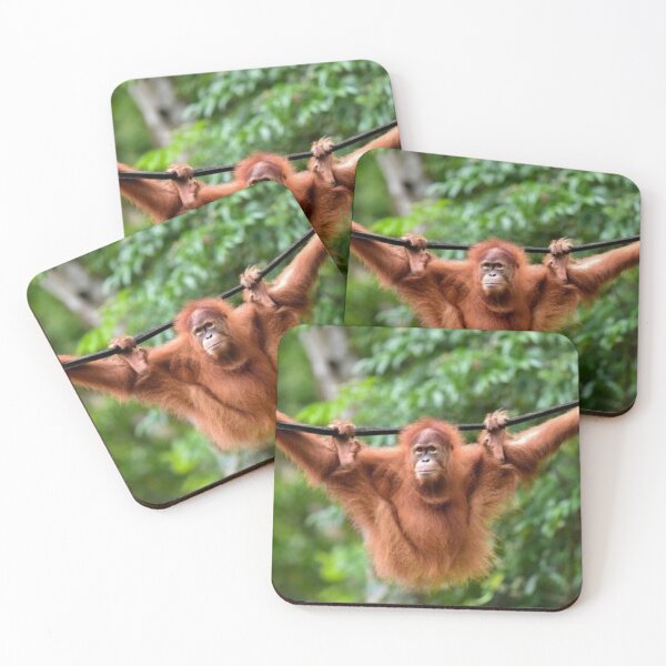 Item preview, Hanging Orangutan designed and sold by dave1879.