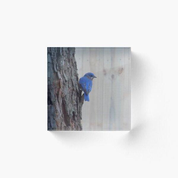 Item preview, Eastern Bluebird Male on Tree designed and sold by DragonCGallery.