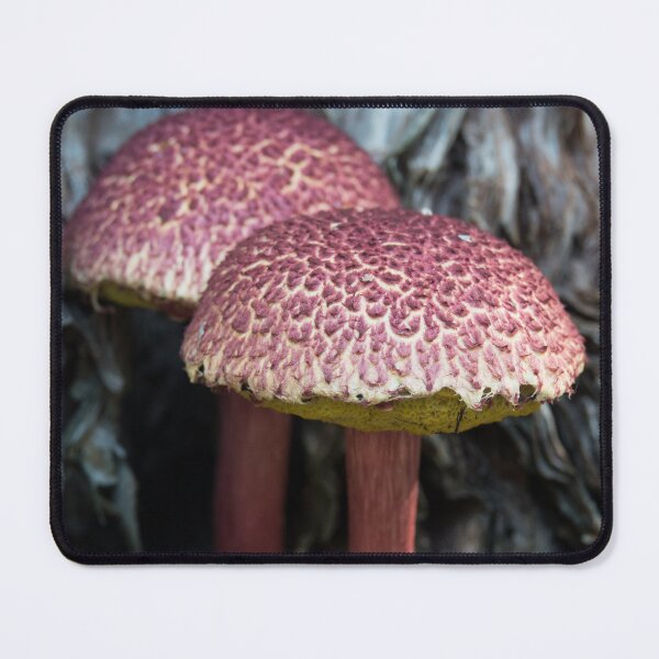 Item preview, Shaggy Cap Fungi, (Boletellus emodensis) designed and sold by Connie Pinson.