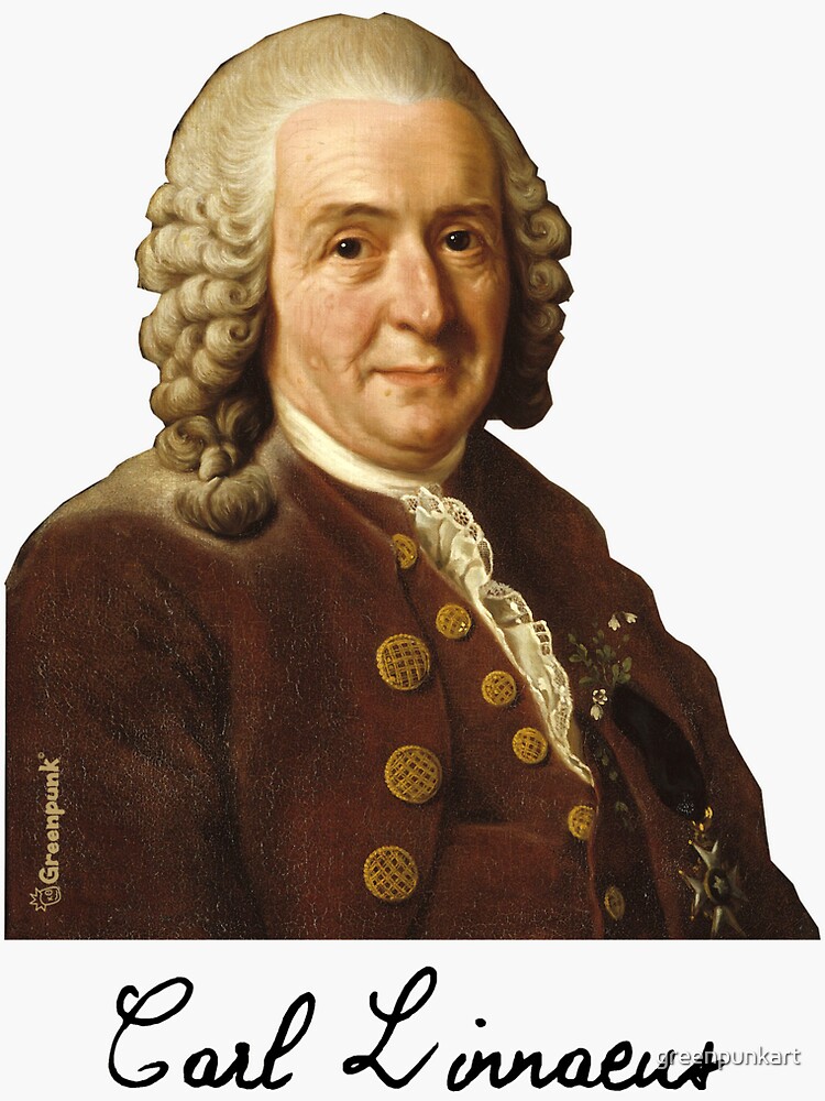"Carl Linnaeus" Sticker by greenpunkart | Redbubble