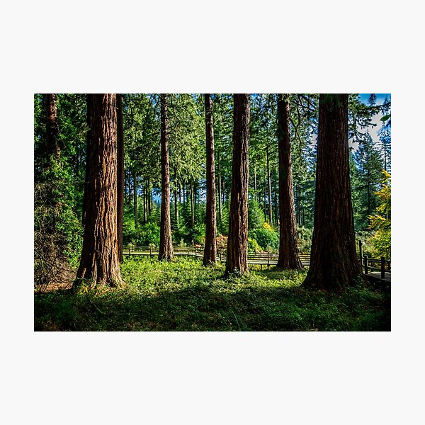 Item preview, Longleat Forest - Trees at Autumn designed and sold by Luke Farmer.