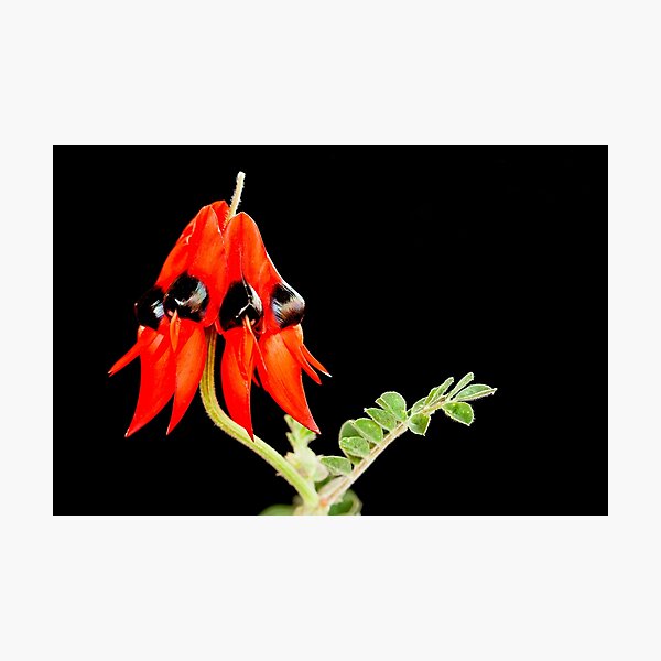Item preview, Sturt's Desert Pea designed and sold by Peter Edwards.