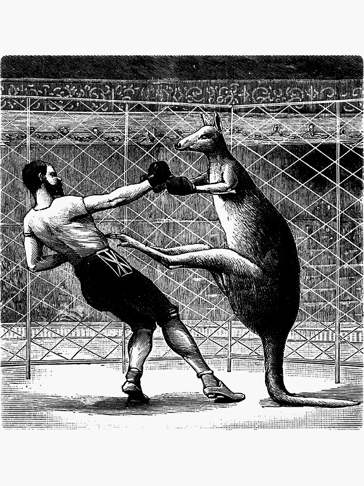 "Vintage Boxing Kangaroo Classic TShirt.png" Sticker by MichaelCleven Redbubble