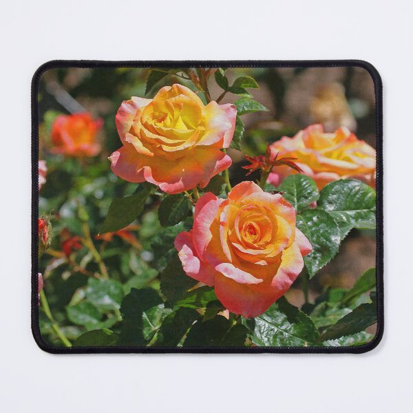 Item preview, Tom Stanley Janca Roses Payson Arizona designed and sold by Tom Janca.
