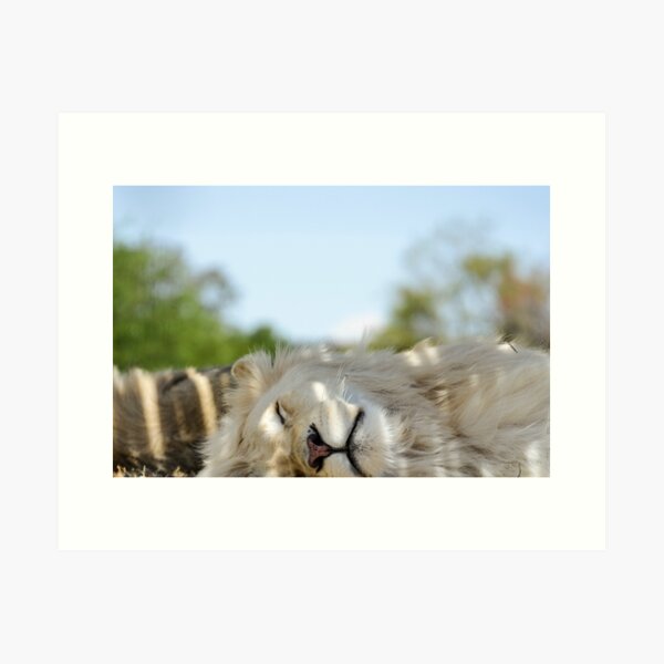 Sleeping Lion Art Print