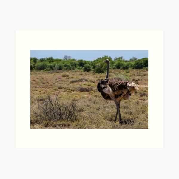 Ostrich Art Print