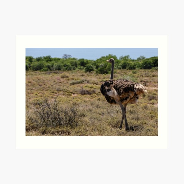 Ostrich Art Print