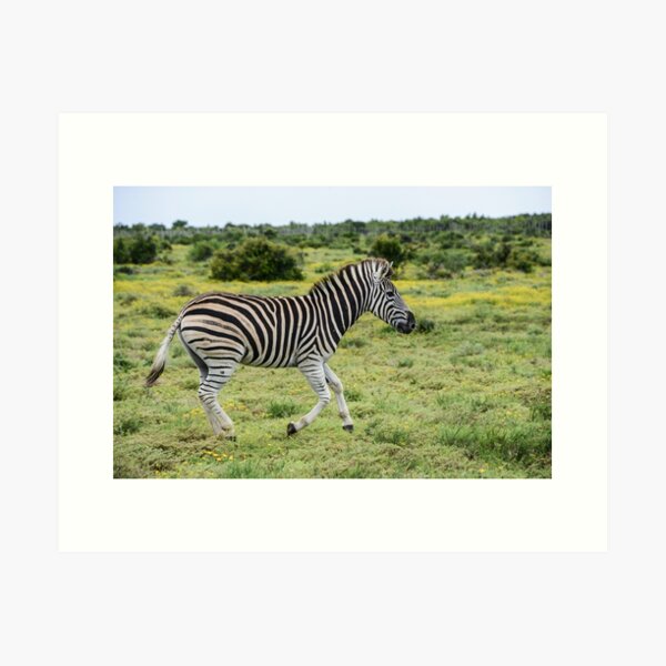 Zebra Crossing Art Print