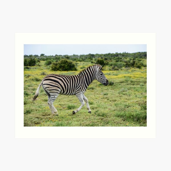 Zebra Crossing Art Print