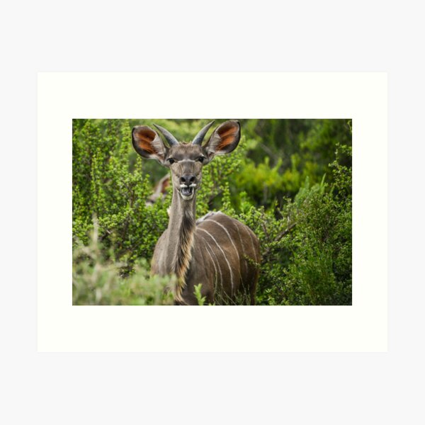 Chewing The Kudu Art Print