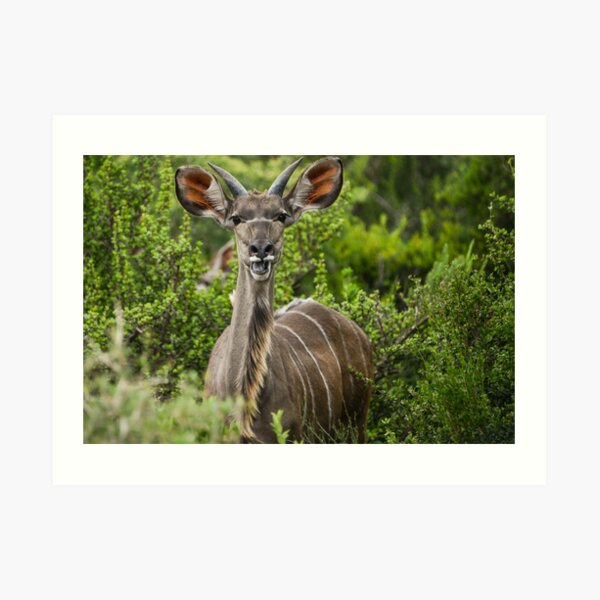 Chewing The Kudu Art Print