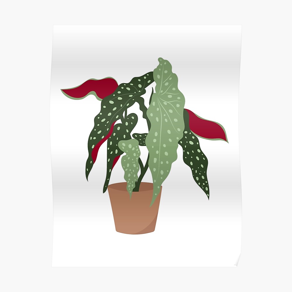 Pegatina «Begonia maculata planta en una olla» de gronly | Redbubble