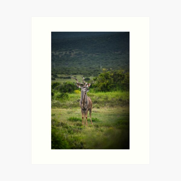 Kingly Kudu Art Print