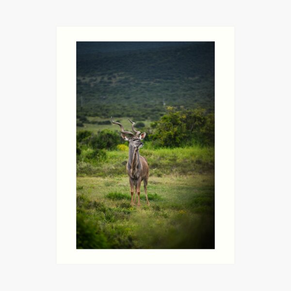 Kingly Kudu Art Print