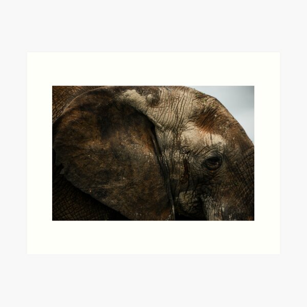 Elephant Eye Art Print